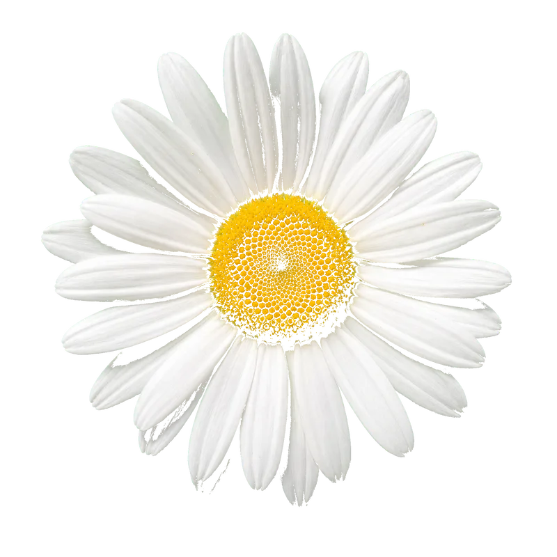 Papatya